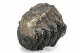 Partial Southern Mammoth Molar - Hungary #357028-1